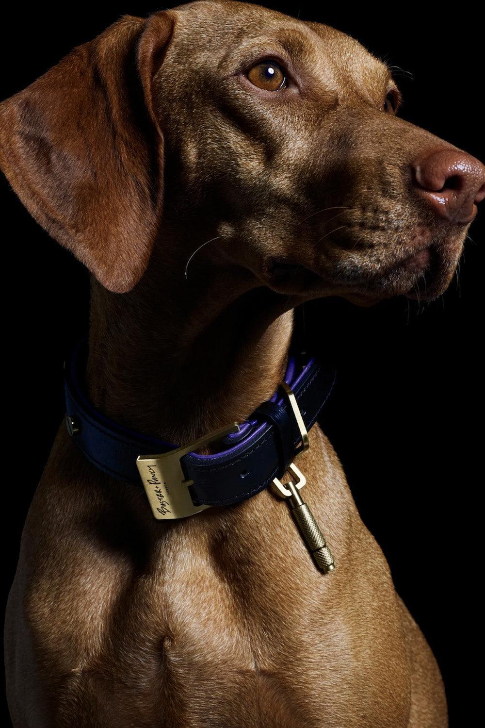 Dog Collar Brass - 0