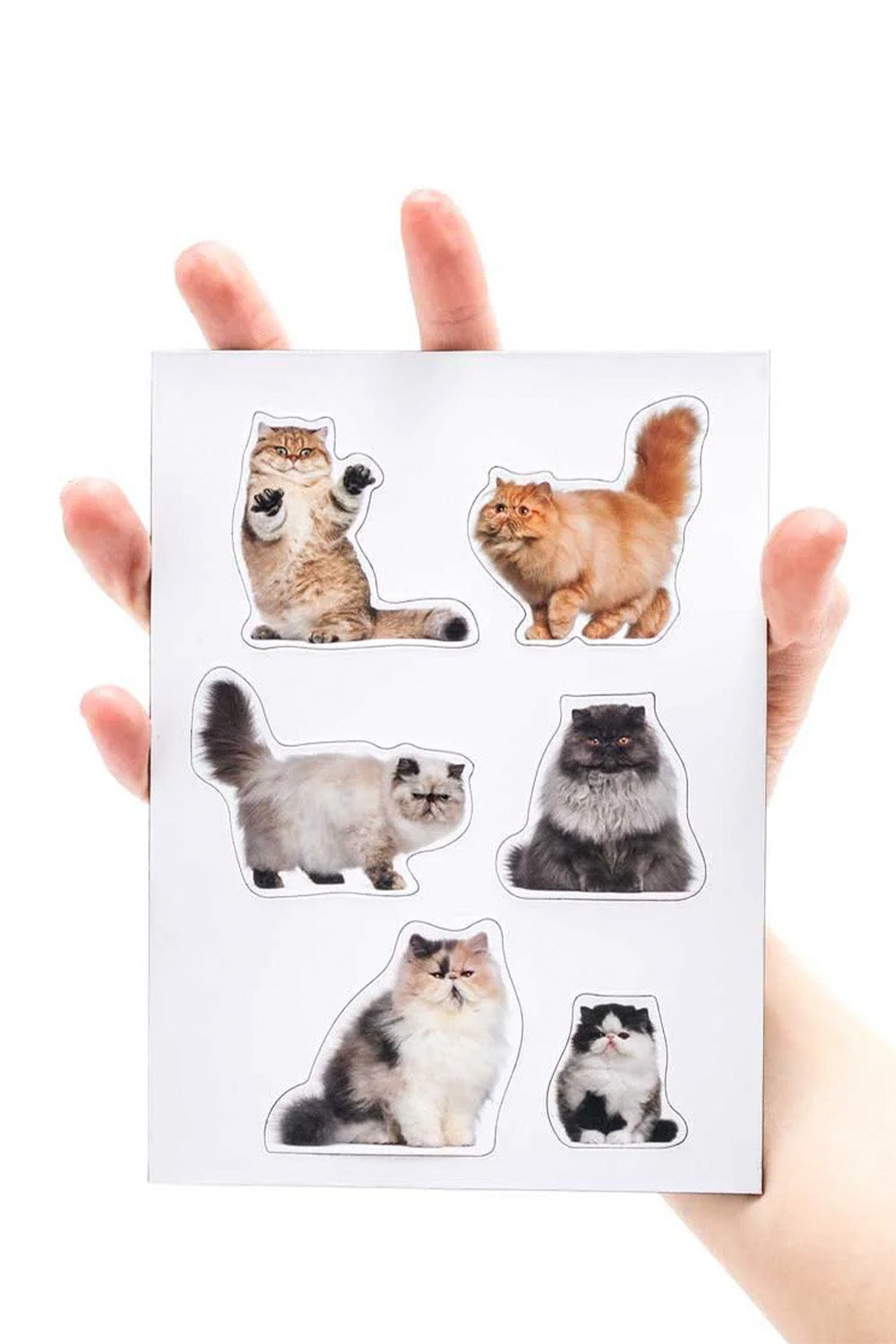 Mustard şişman Kediler Magnet - 3