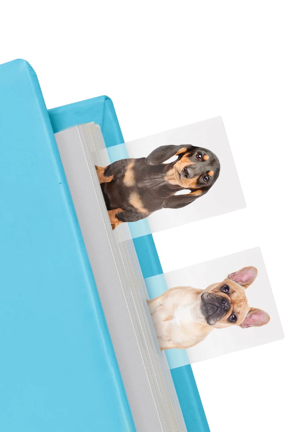 Mustard Dog In A Book - 1