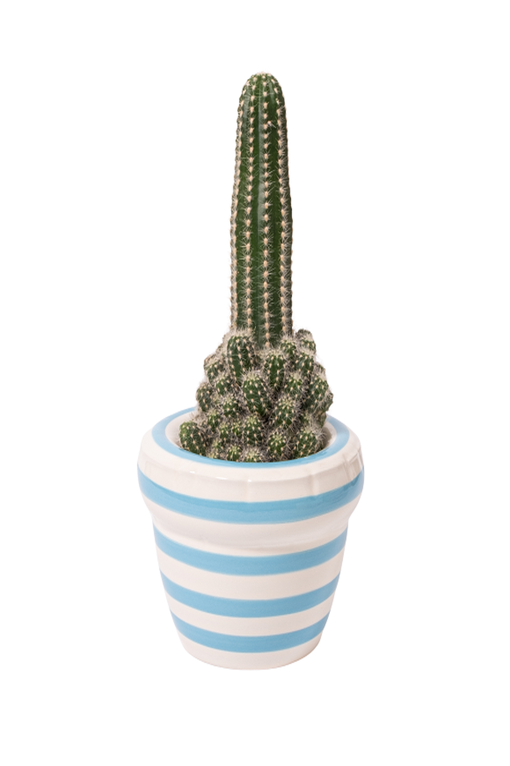 Stripes 'louis'- Ocean Dekoratif Saksı - 0