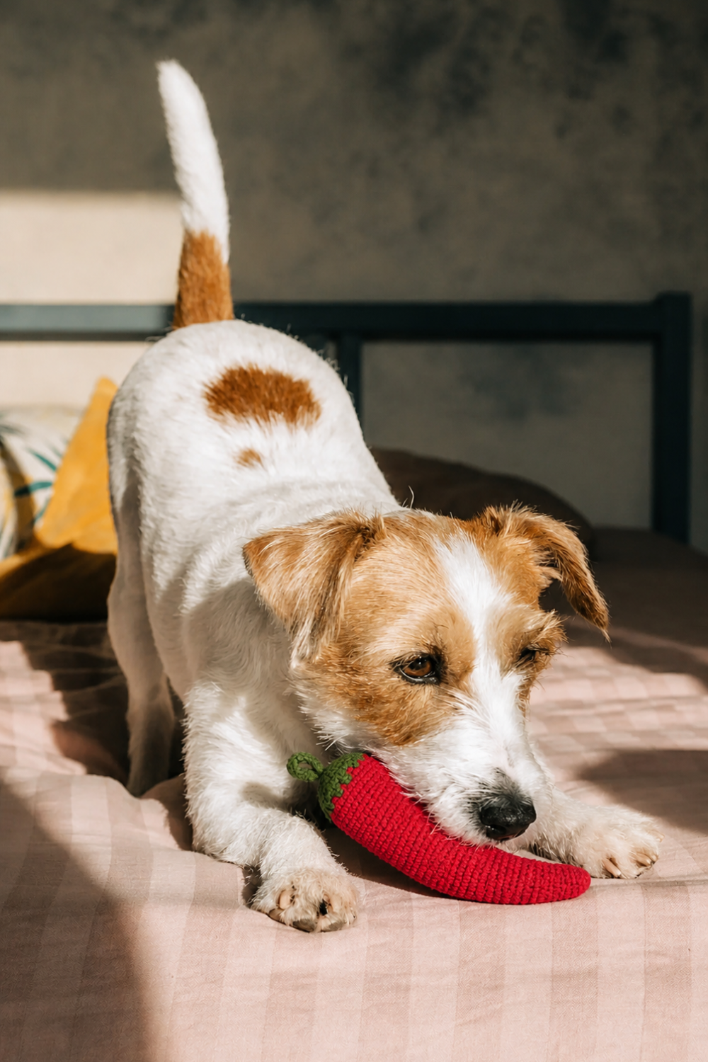 Chilly El Yapımı Biber Kedi & Köpek Oyuncağı - 0