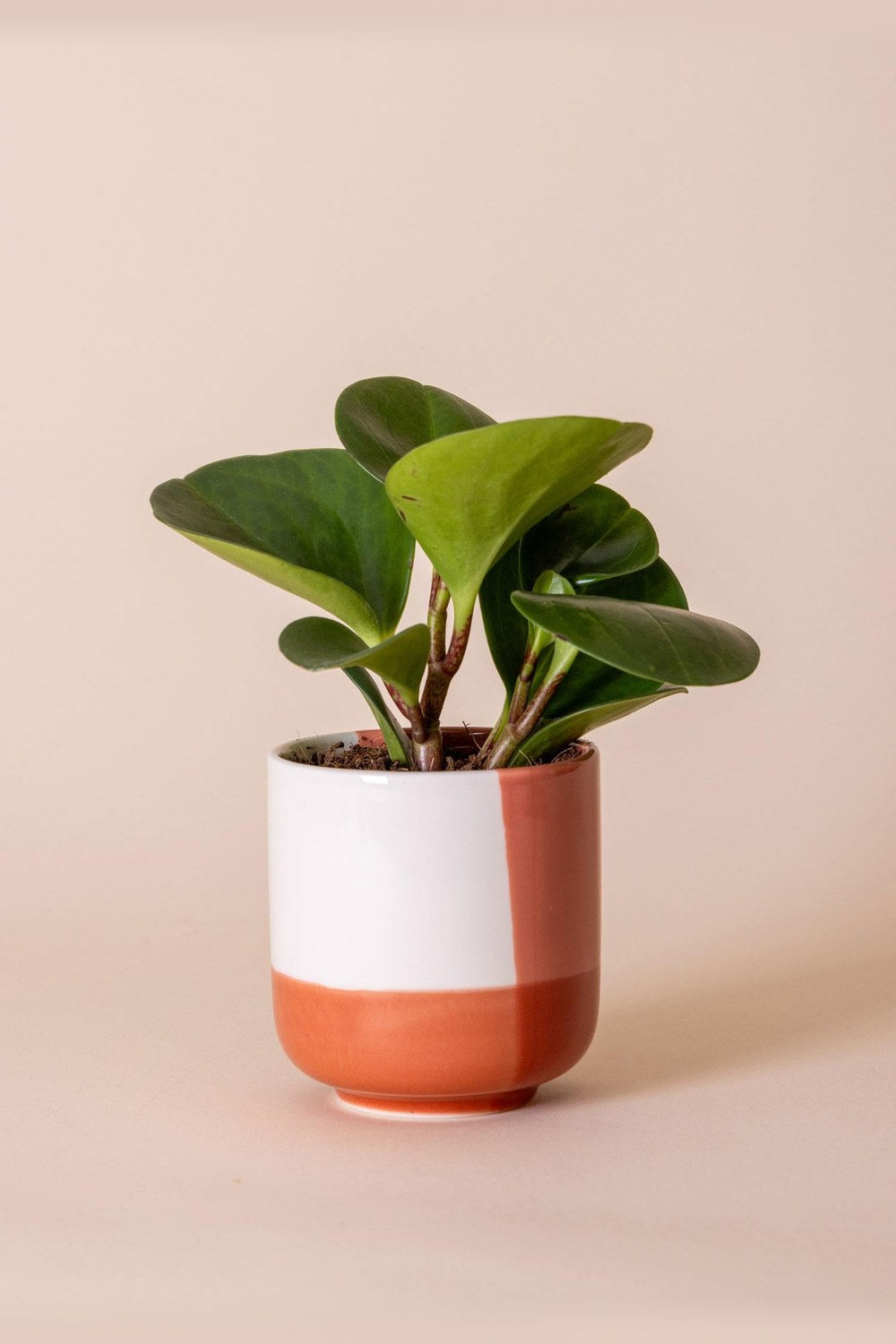 Porselen Saksı Pembe 9x10 Cm - 1