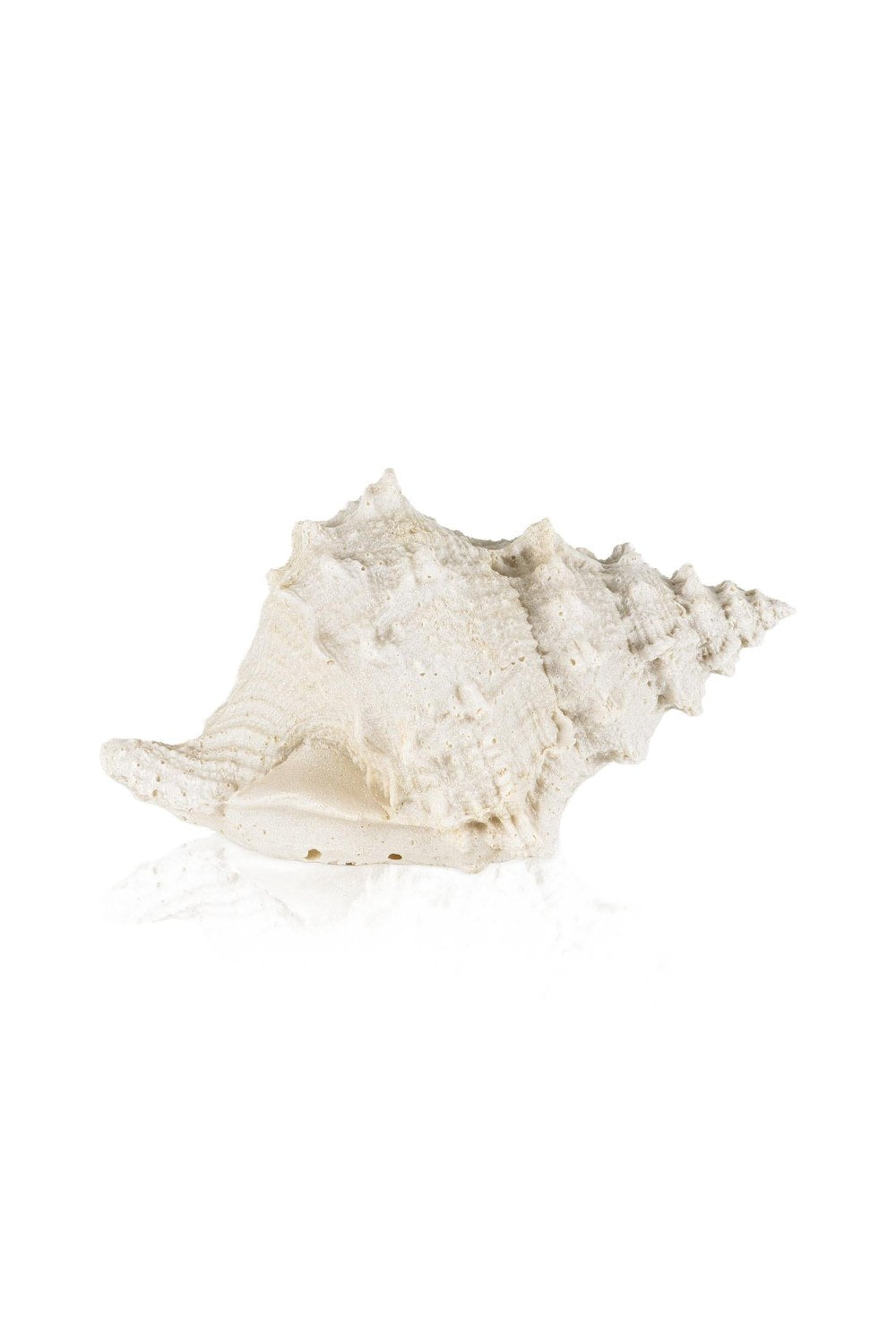 Marin Led Aydınlatmalı Deniz Salyangozu 12 Cm - 1