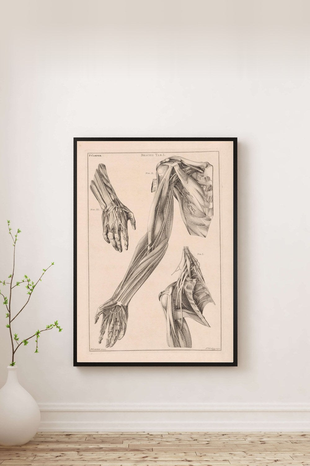Jacob Van Der Schley - Kol El Ve Omuz Anatomisi - 0