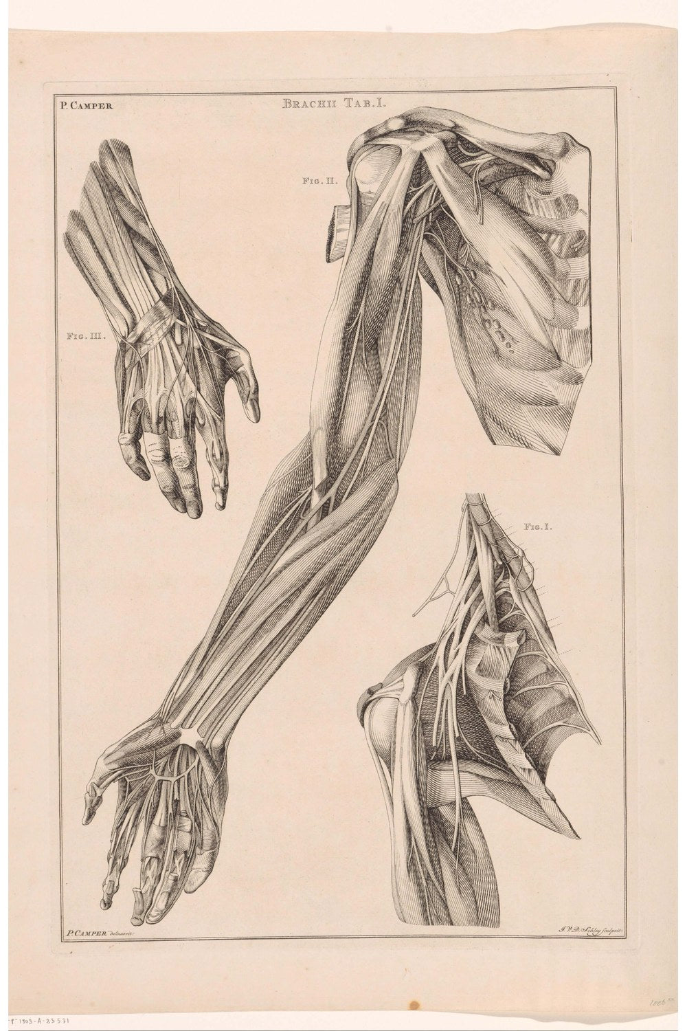 Jacob Van Der Schley - Kol El Ve Omuz Anatomisi - 1