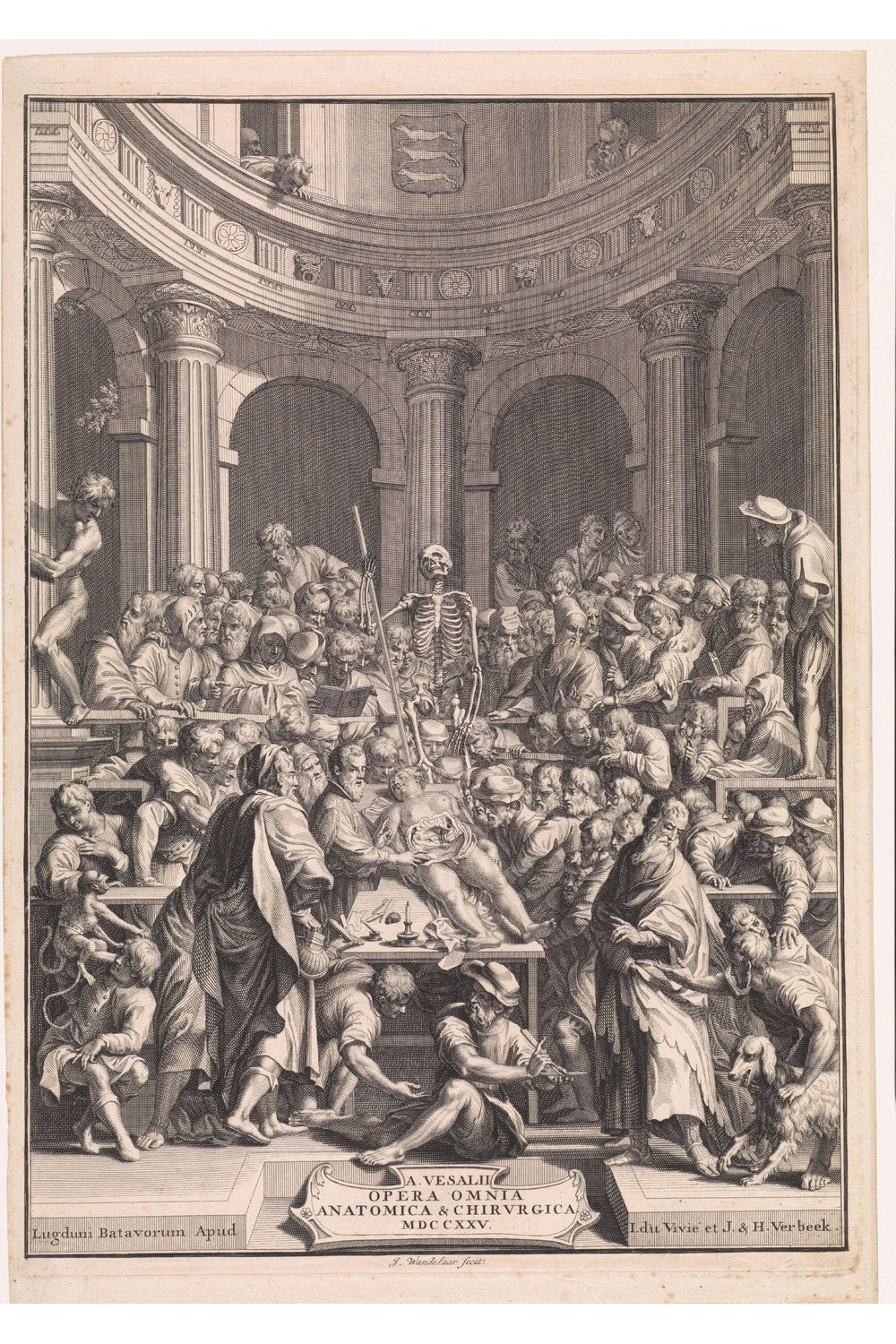 Jan Wandelaar - Anatomi Dersi - 1