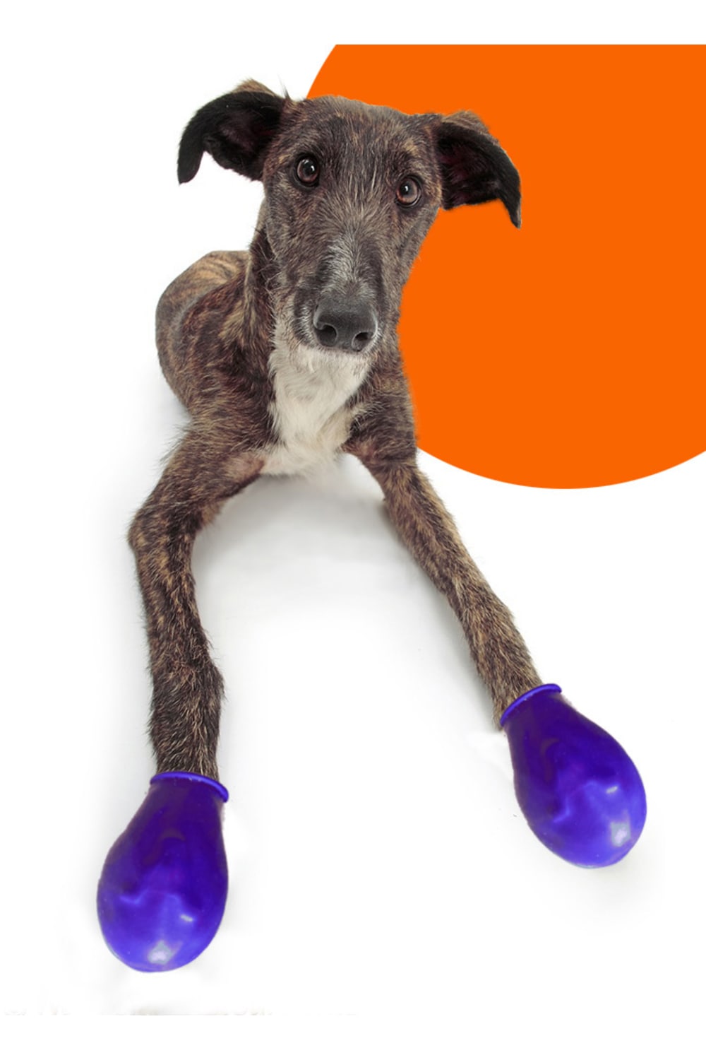 Alphadog Design-Walkies Blue Kauçuk Pet Ayakkabısı-Köpek-2-Milagron.com