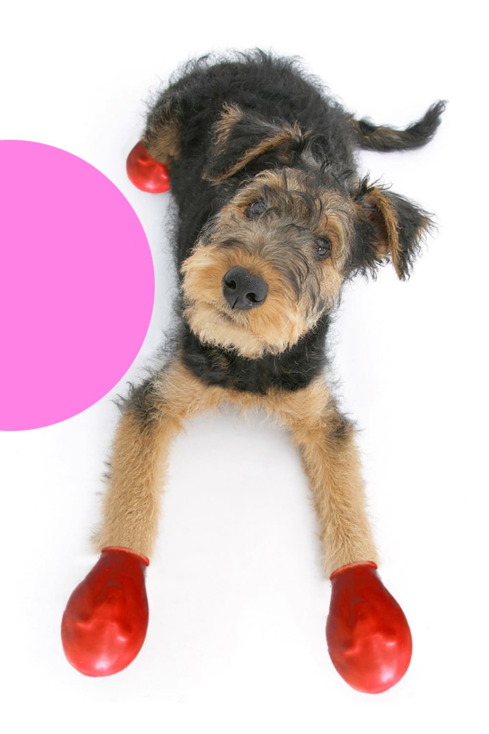 Alphadog Design-Walkies Red Kauçuk Pet Ayakkabısı-Köpek-2-Milagron.com