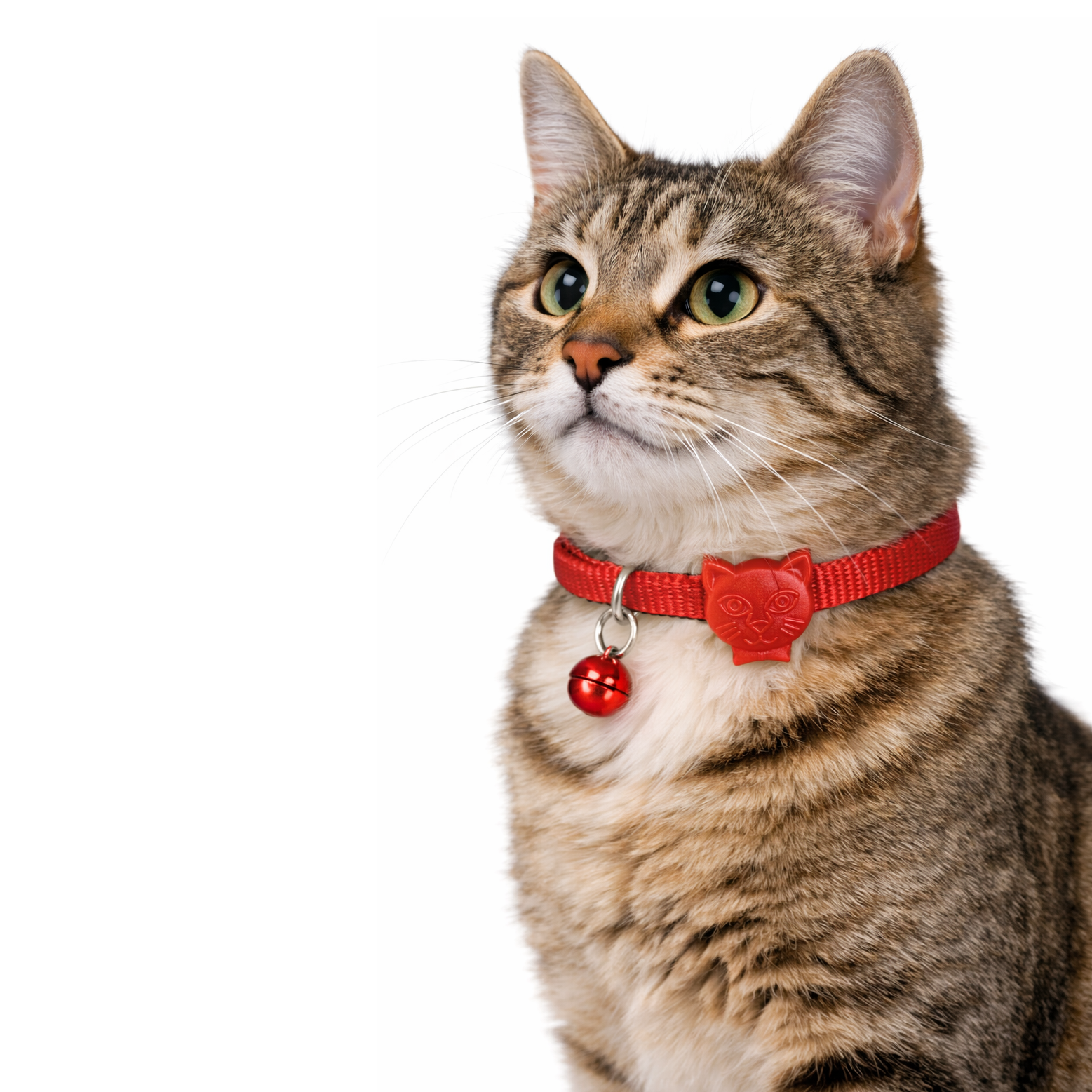 Swissplus Urban Paws Kedi Tasması – Crimson Red | Ayarlanabilir, Dayanıklı, Hafif-10Mm