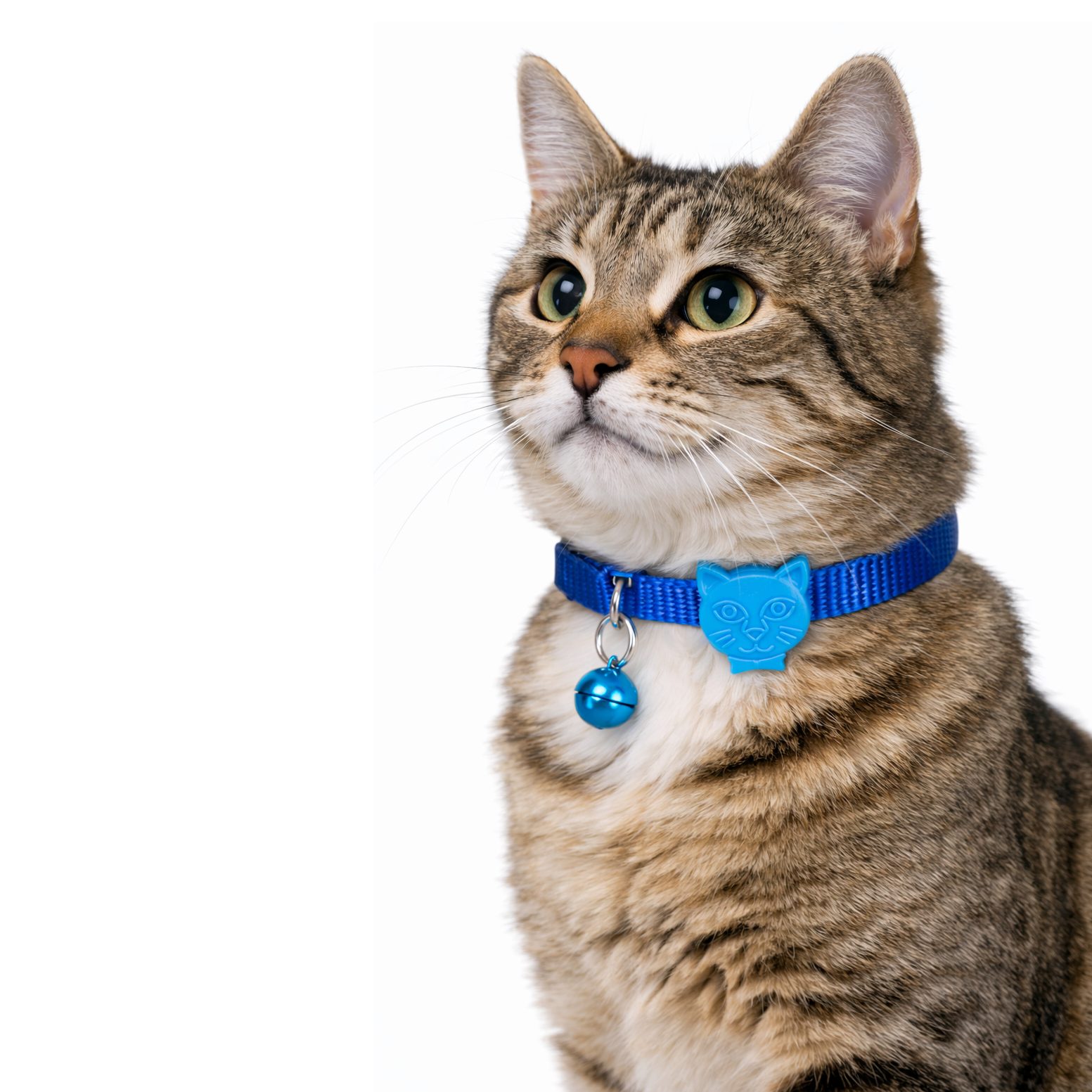 Swissplus Urban Paws Kedi Tasması – Deep Ocean Blue | Ayarlanabilir, Dayanıklı, Hafif-10Mm