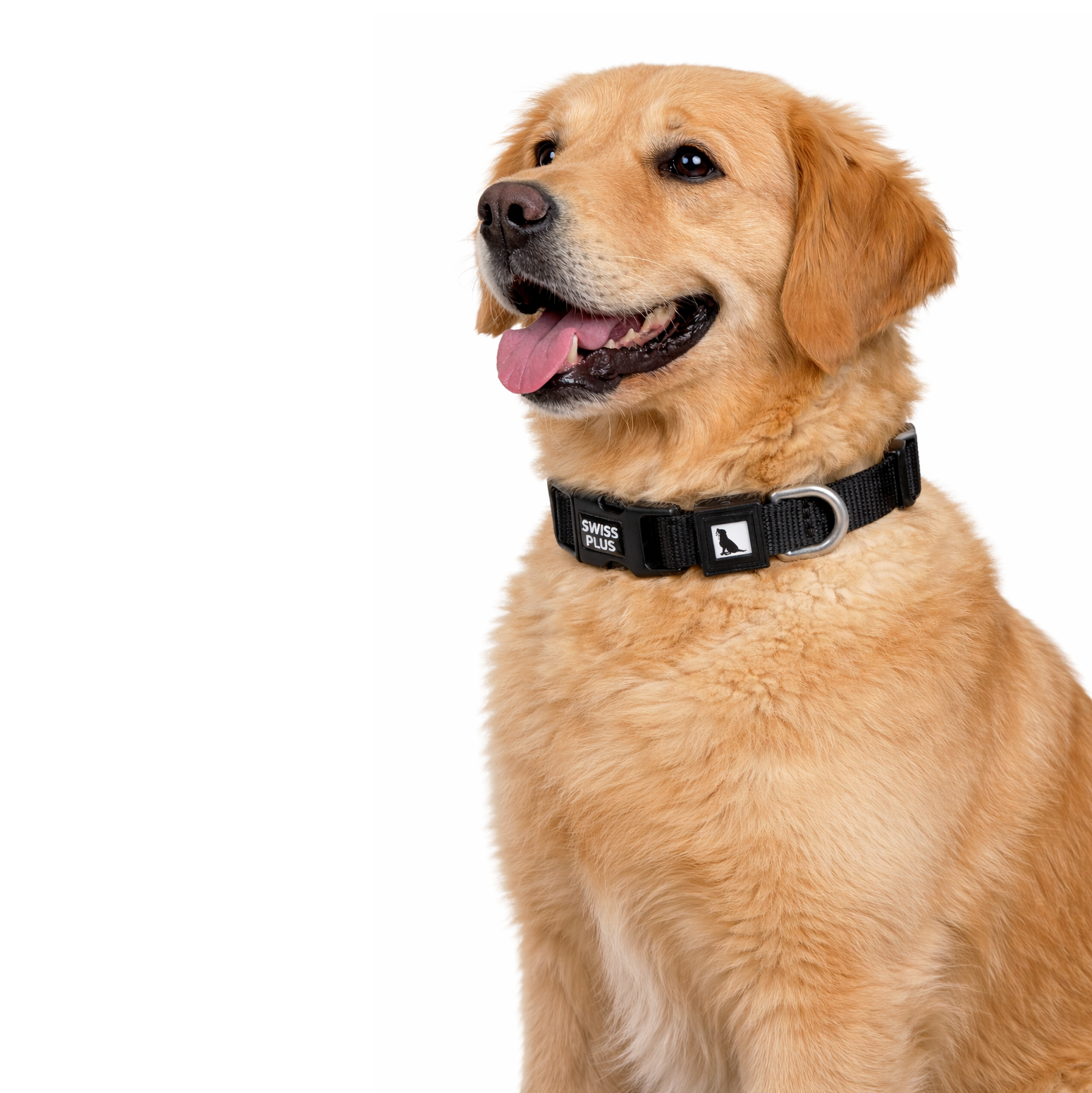 Swissplus Urban Paws Köpek Tasması – Noir Black | Ayarlanabilir, Dayanıklı, Hafif-10Mm