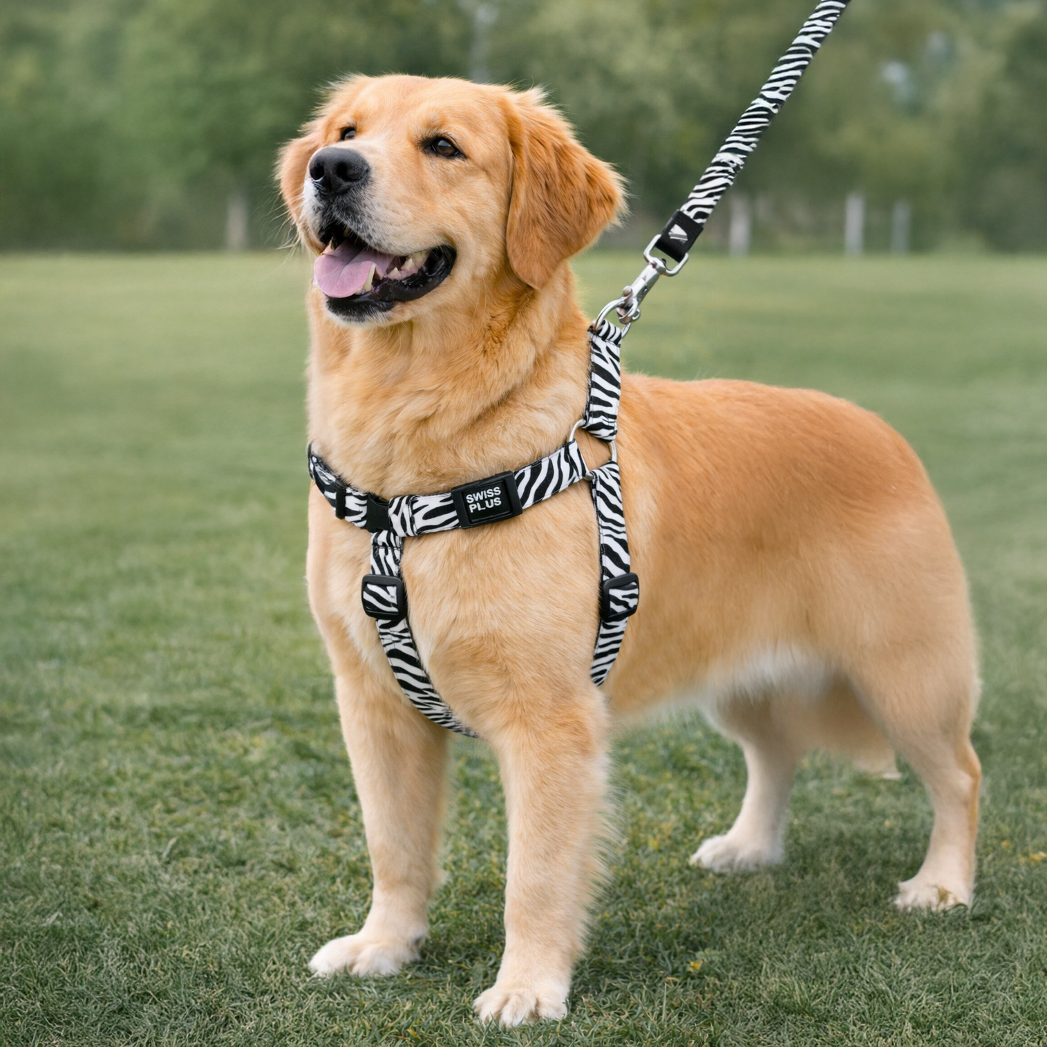 Swissplus Urban Paws Zebra Black Geri Dönüştürülmüş H-Tipi Köpek Göğüs Tasması-2Xs