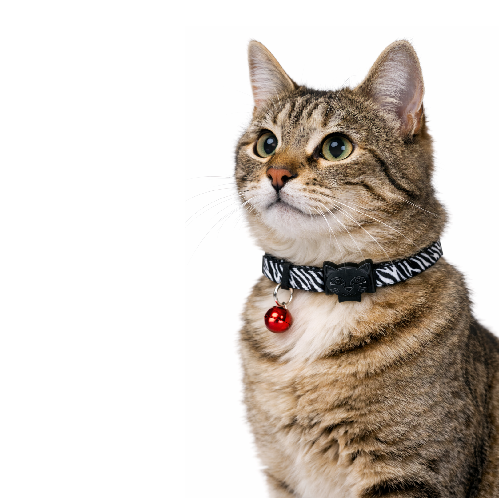 Swissplus Urban Paws Zebra Noir Recycled Kedi Tasması- 10 Mm