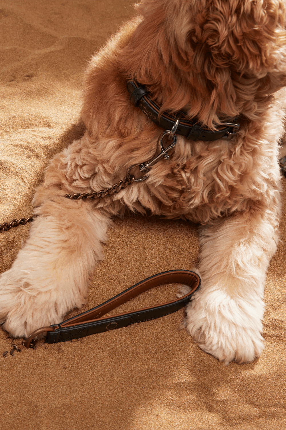 Bonabag-Chain Leash Choc-Köpek-3-Milagron.com