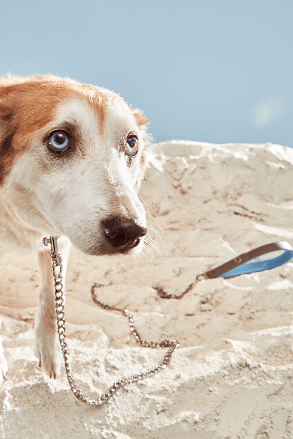 Bonabag-Chain Leash Rock & Wave-Köpek-2-Milagron.com