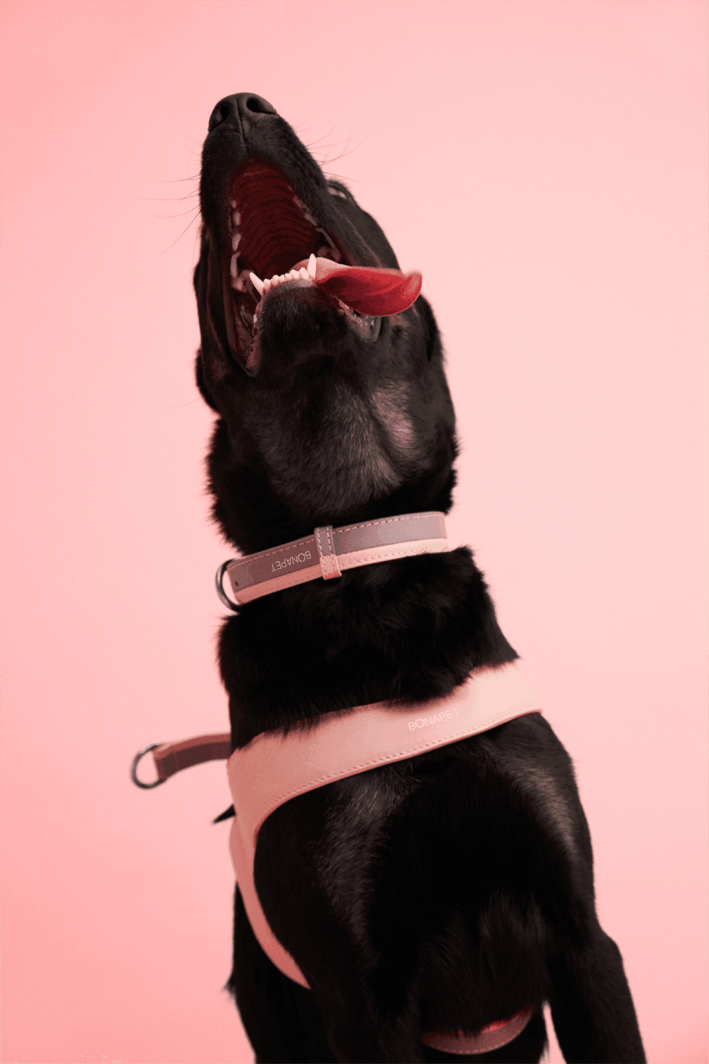 Bonabag-Dual Collar Marshmallow-Köpek-3-Milagron.com