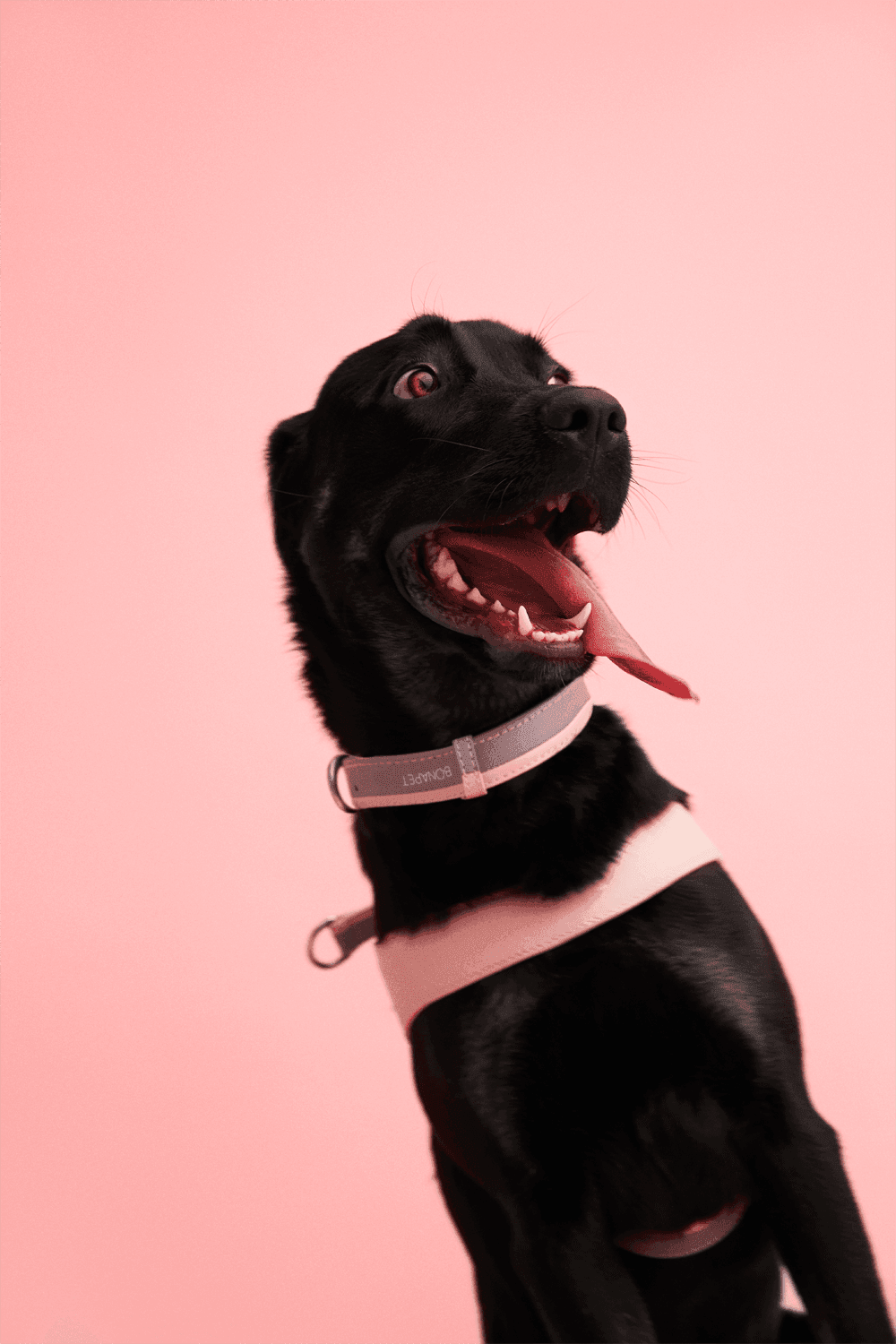 Bonabag-Dual Collar Marshmallow-Köpek-4-Milagron.com