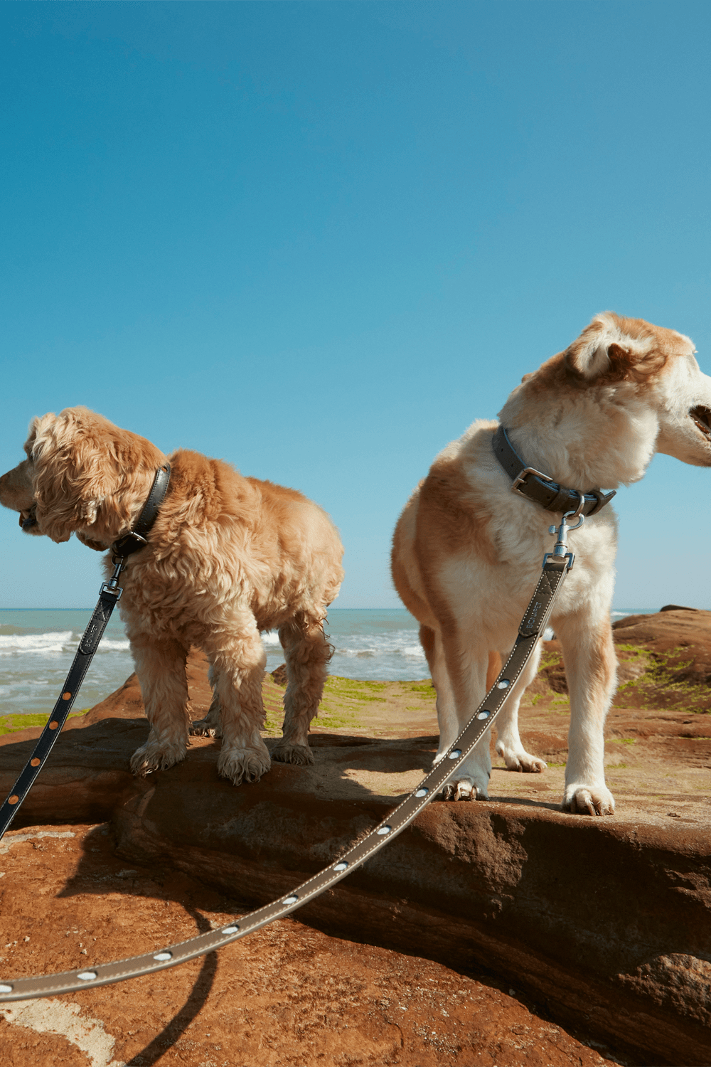 Bonabag-Urban Leash Rock & Wave-Köpek-5-Milagron.com