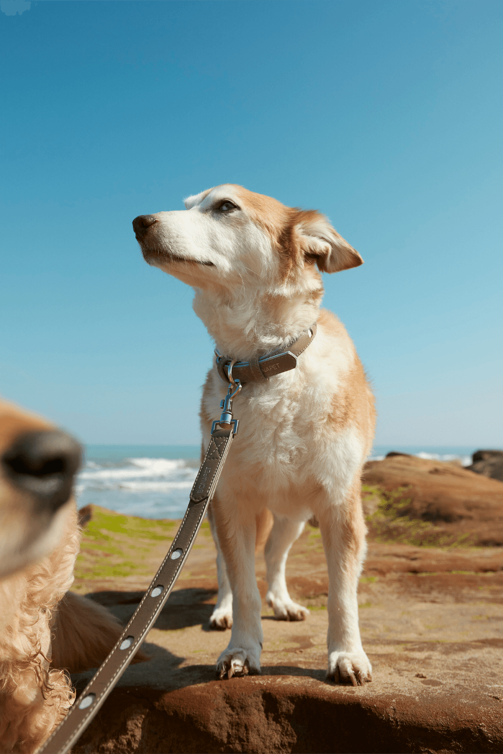 Bonabag-Urban Leash Rock & Wave-Köpek-6-Milagron.com