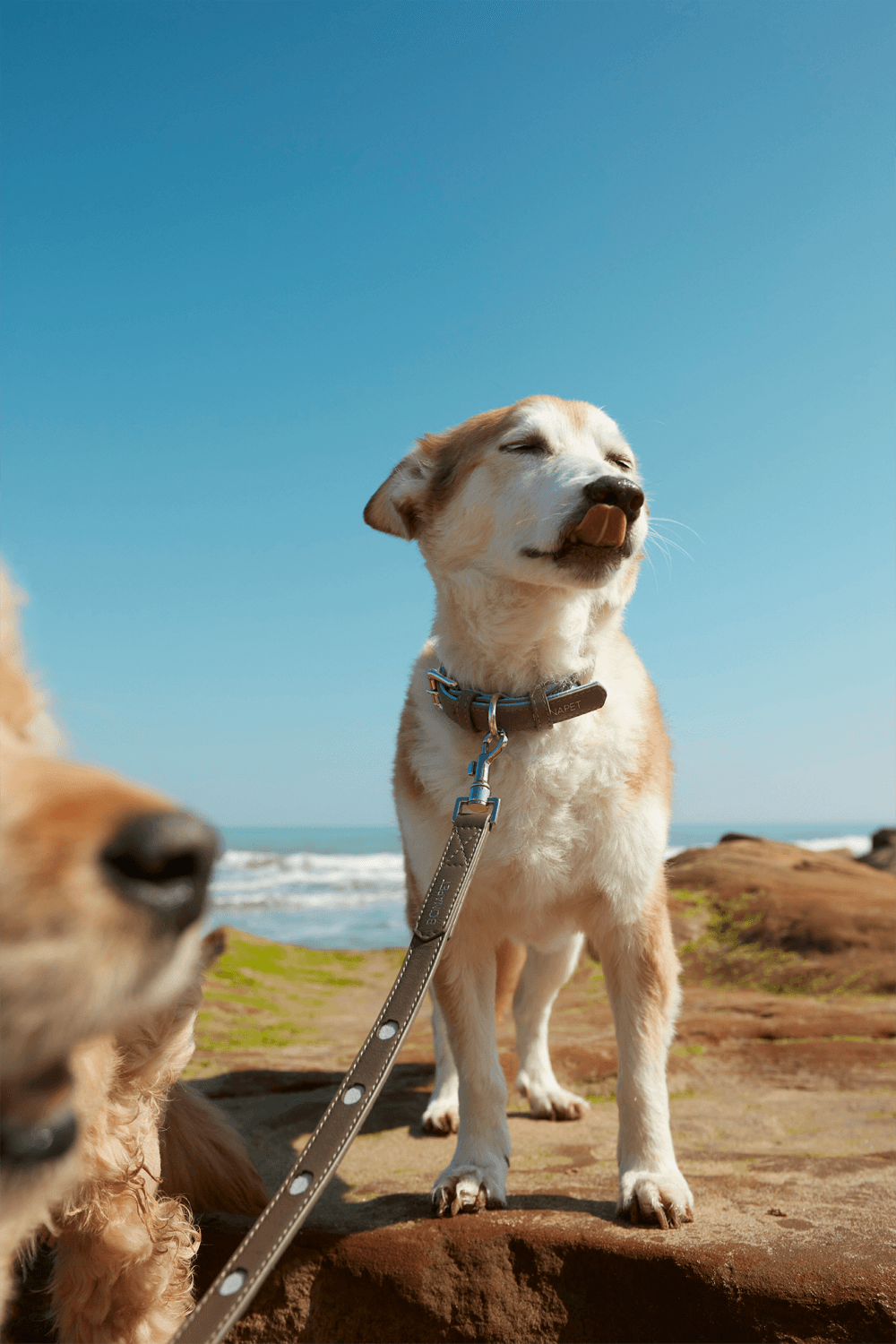 Bonabag-Urban Leash Rock & Wave-Köpek-7-Milagron.com