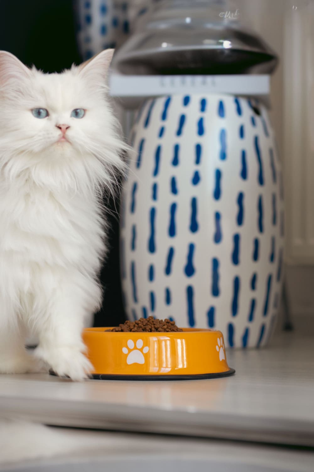 Emaylab-Emaylab Kedi/köpek Mama Kabı Pati Desen-Kedi-2-Milagron.com