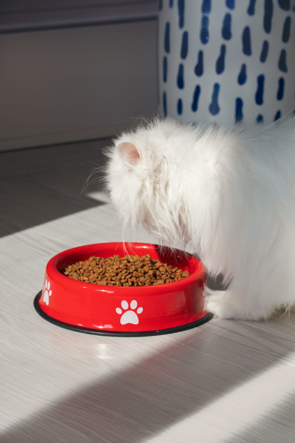 Emaylab-Emaylab Kedi/köpek Mama Kabı Pati Desen-Kedi-2-Milagron.com