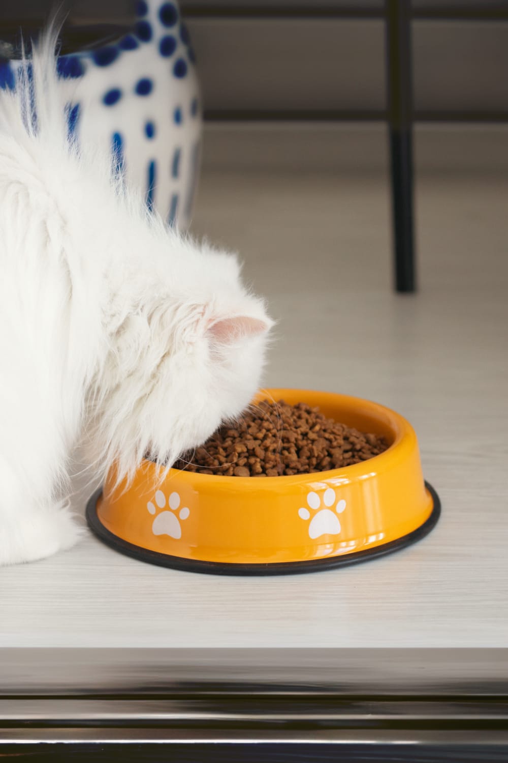 Emaylab-Emaylab Kedi/köpek Mama Kabı Pati Desen-Kedi-3-Milagron.com