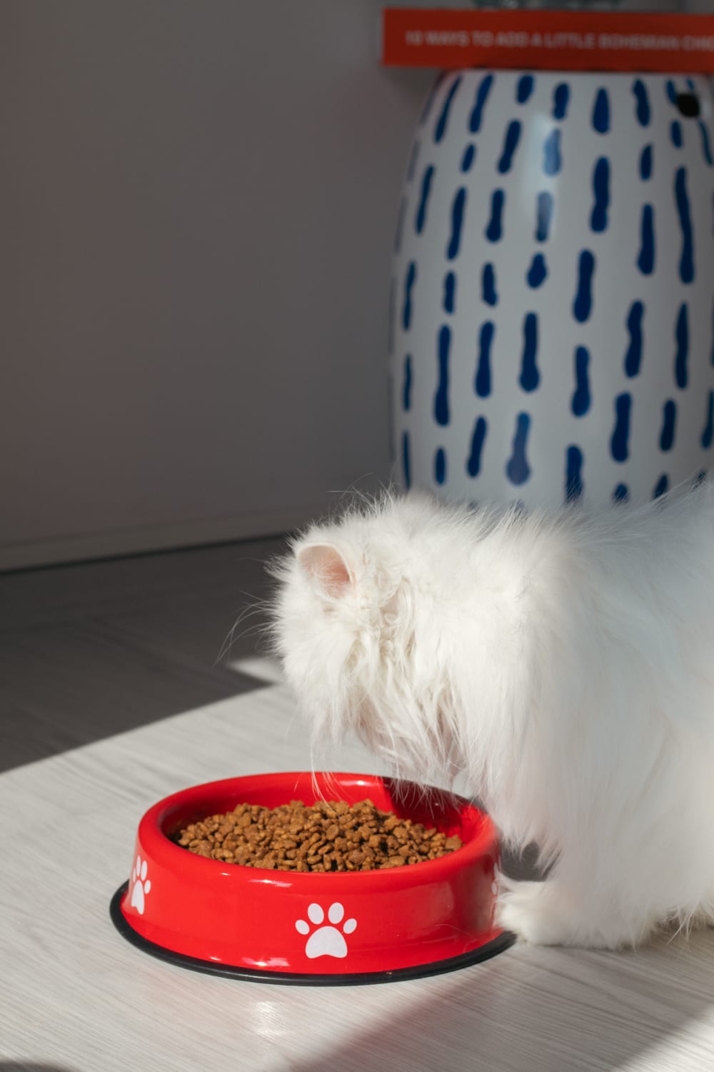 Emaylab-Emaylab Kedi/köpek Mama Kabı Pati Desen-Kedi-3-Milagron.com