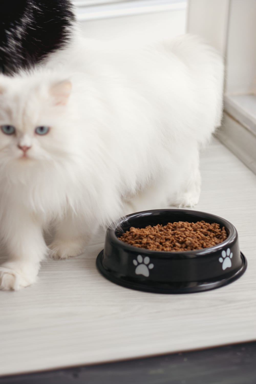 Emaylab-Emaylab Kedi/köpek Mama Kabı Pati Desen-Kedi-3-Milagron.com