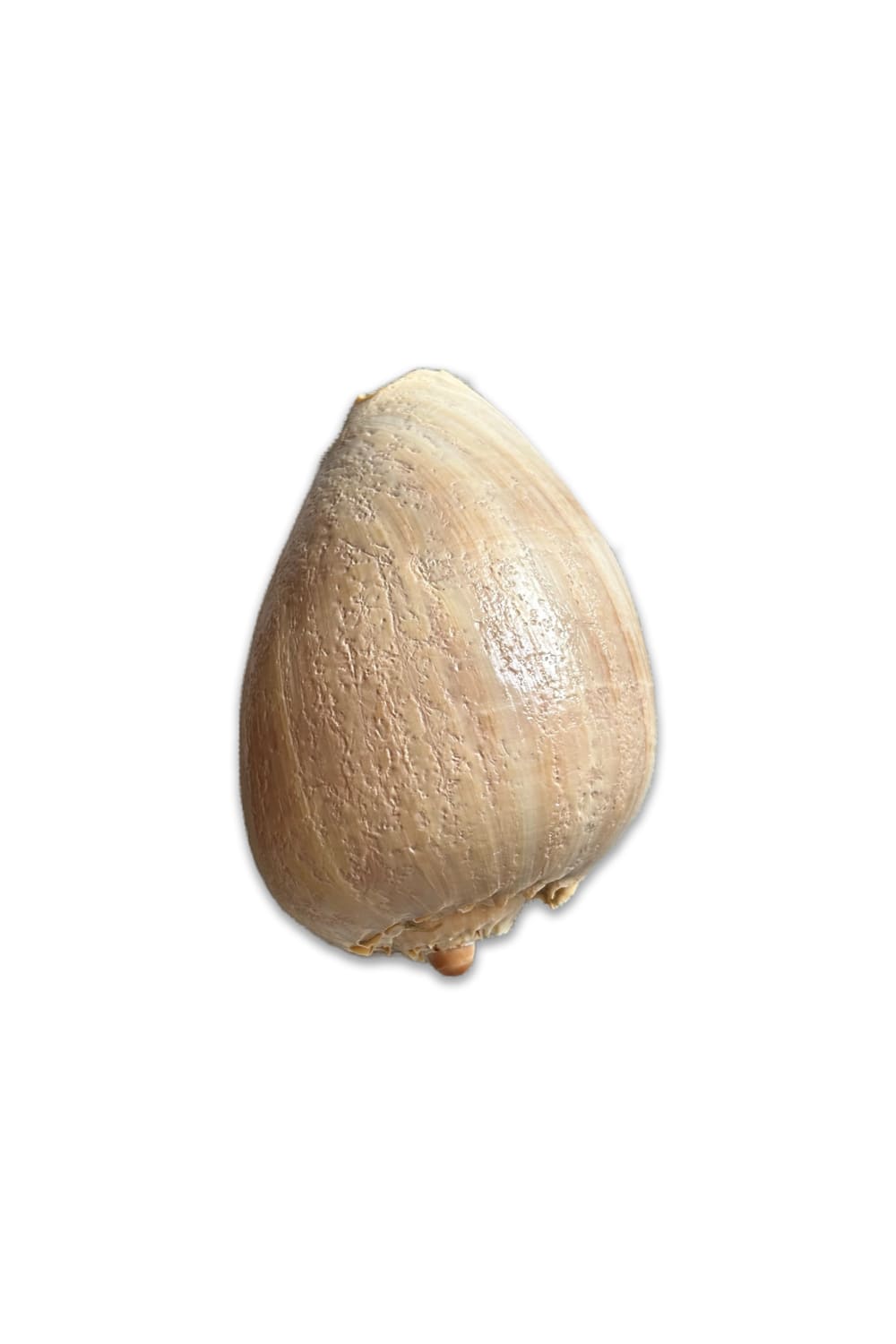 Fin All Design-Doğal Deniz Kabuğu Dekoratif Obje No.11-Biblo-2-Milagron.com