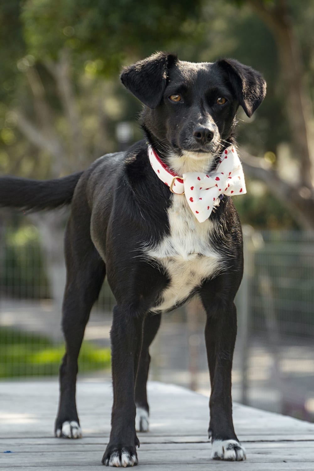 Gliparis-Elche Köpek Boyun Tasması-Köpek-2-Milagron.com