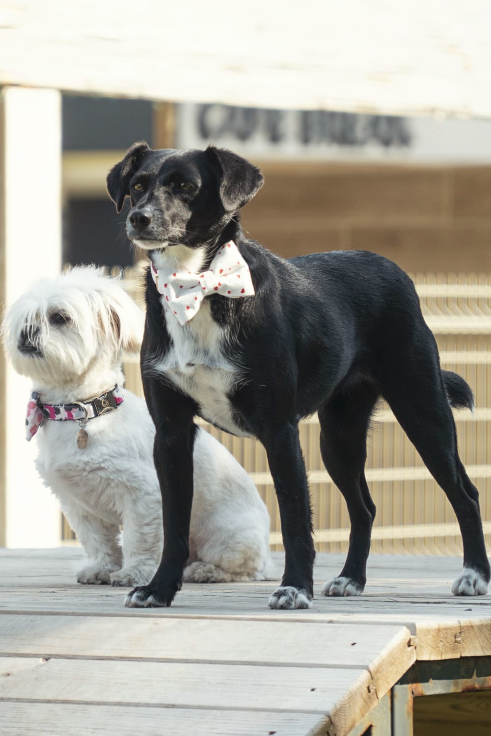 Gliparis-Elche Köpek Boyun Tasması-Köpek-6-Milagron.com