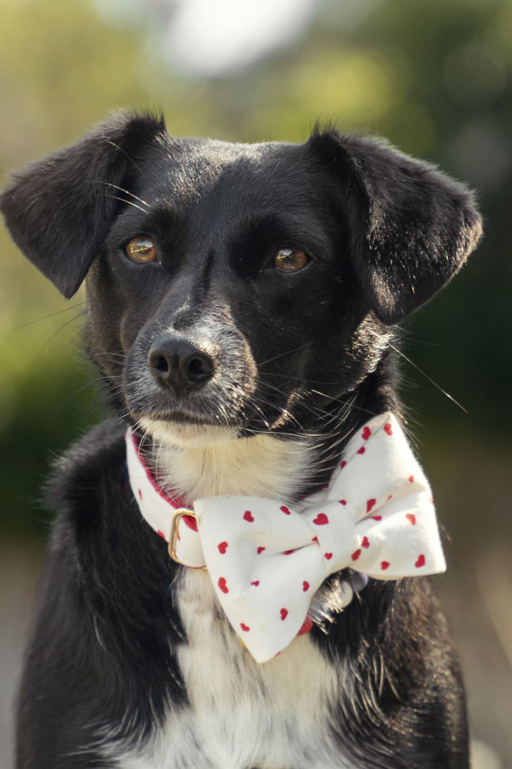 Gliparis-Elche Köpek Boyun Tasması-Köpek-7-Milagron.com