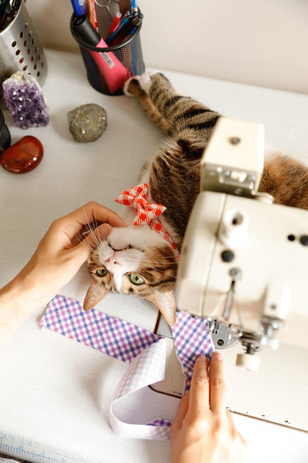 Gliparis-Fresa Papyonlu Kedi Tasması-Kedi-3-Milagron.com