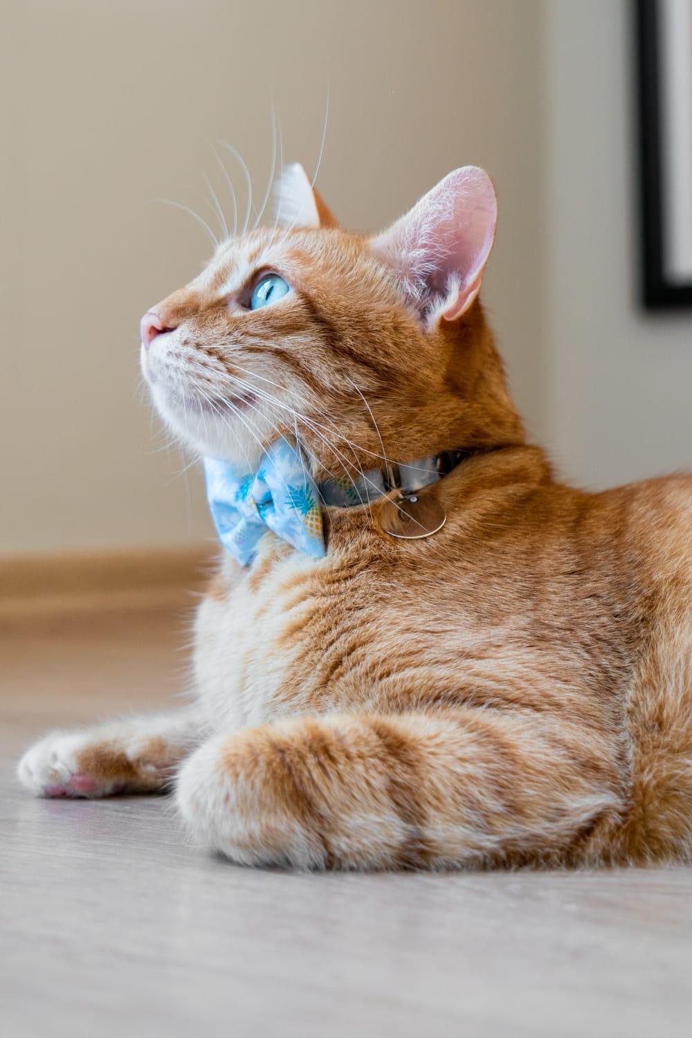 Gliparis-Girona Papyonlu Kedi Tasması-Kedi-2-Milagron.com