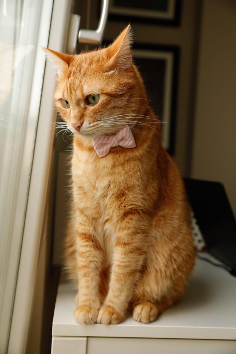 Gliparis-Girona Papyonlu Kedi Tasması-Kedi-4-Milagron.com