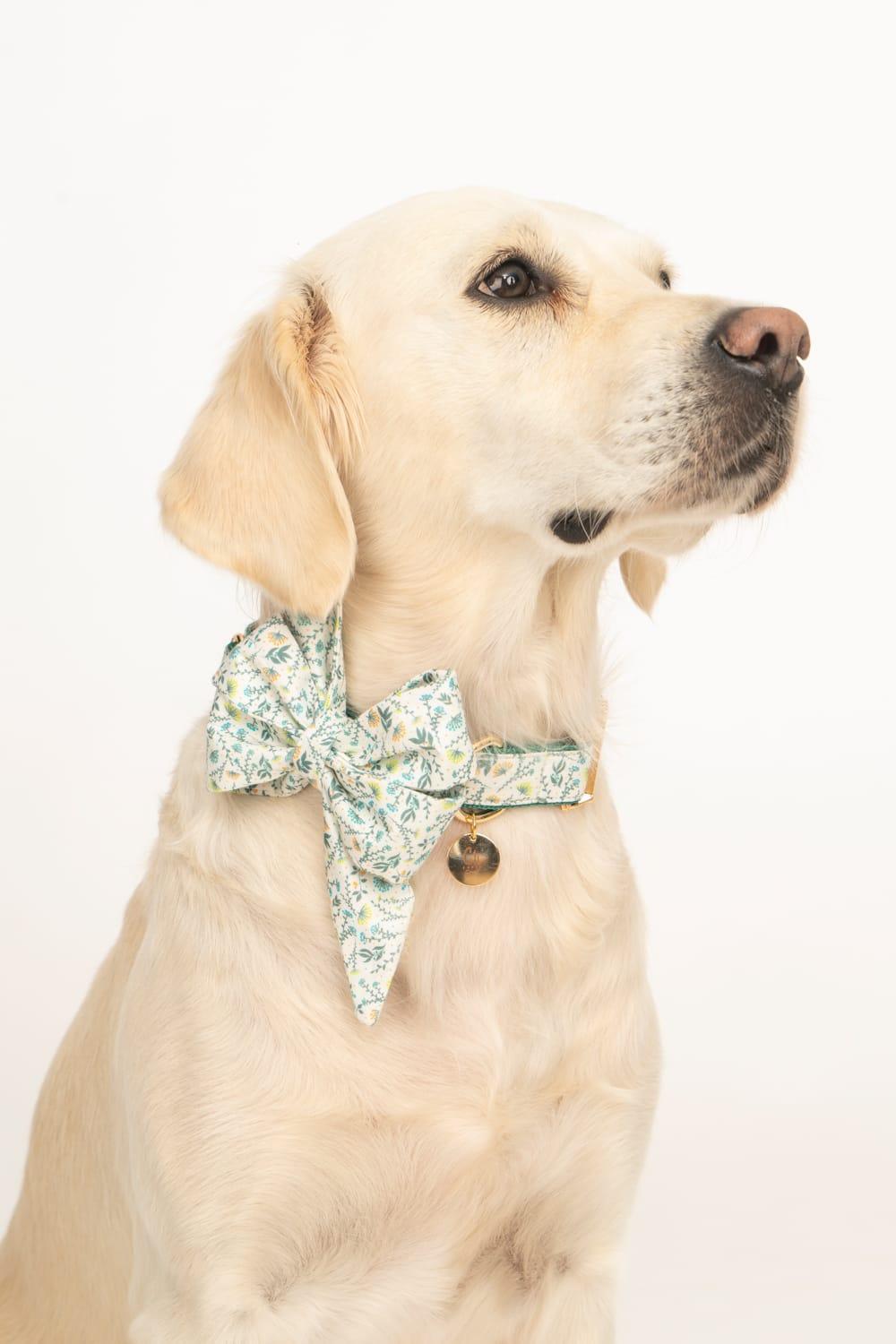 Gliparis-Lugo Köpek Boyun Tasması-Köpek-10-Milagron.com