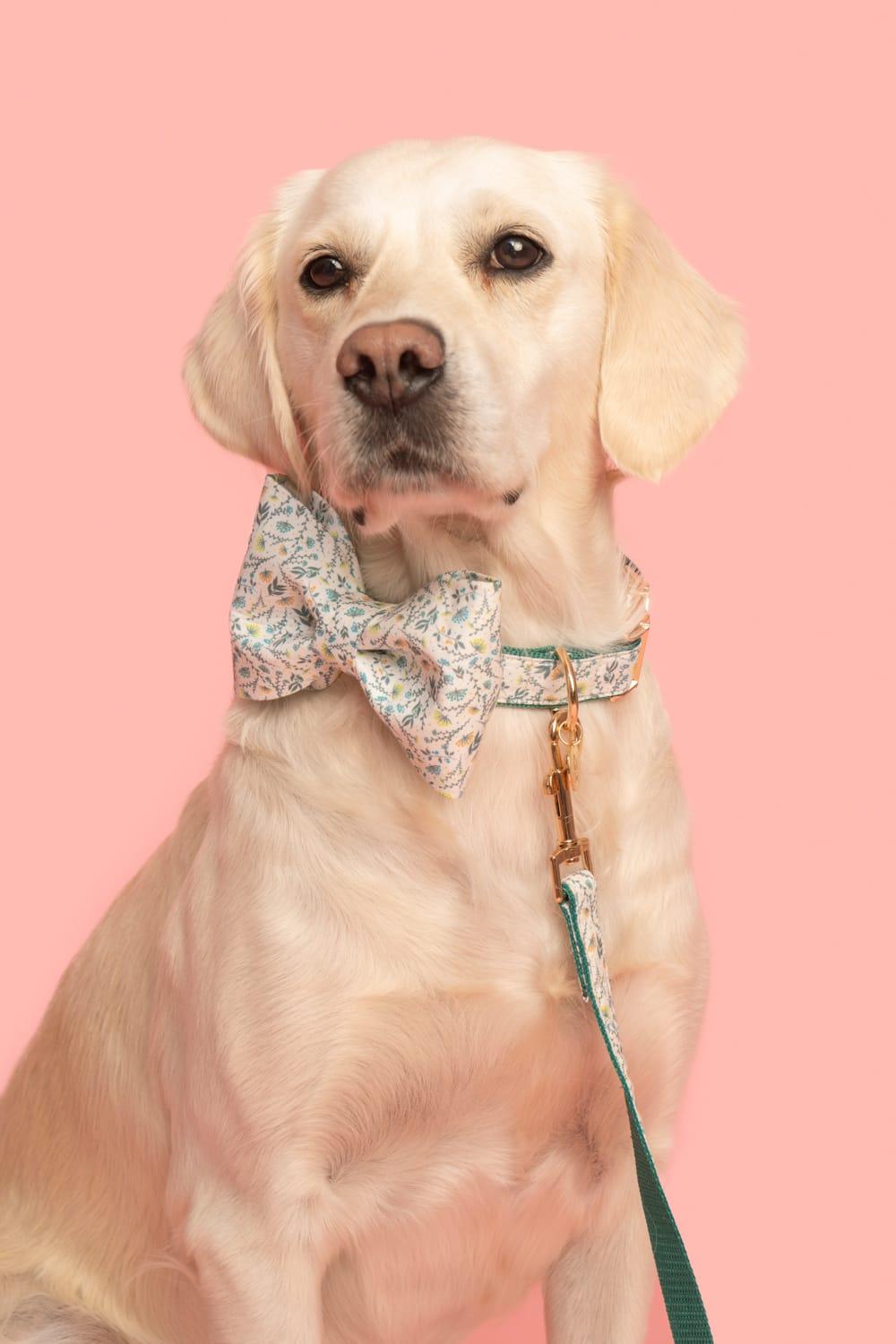 Gliparis-Lugo Köpek Boyun Tasması-Köpek-3-Milagron.com