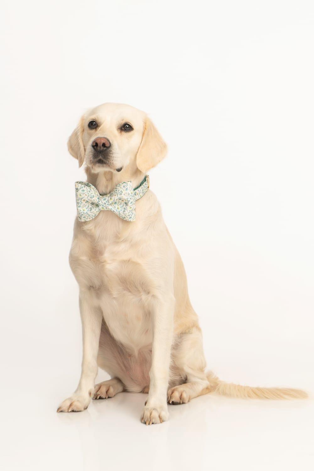 Gliparis-Lugo Köpek Boyun Tasması-Köpek-7-Milagron.com