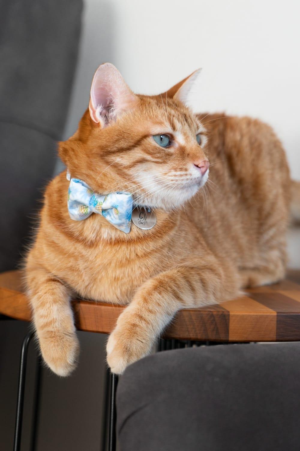 Gliparis-Malaga Kedi Tasması-Kedi-4-Milagron.com