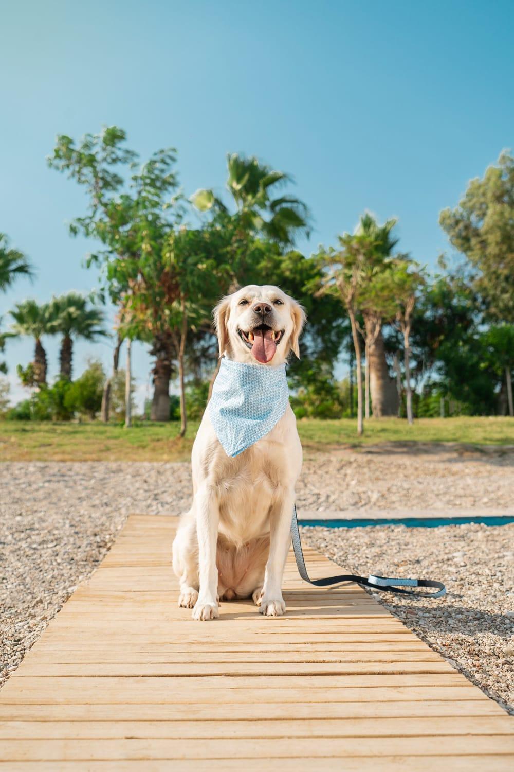 Gliparis-Malaga Köpek Boyun Tasması-Köpek-2-Milagron.com