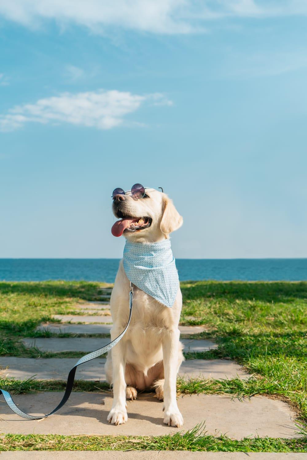 Gliparis-Malaga Köpek Boyun Tasması-Köpek-3-Milagron.com