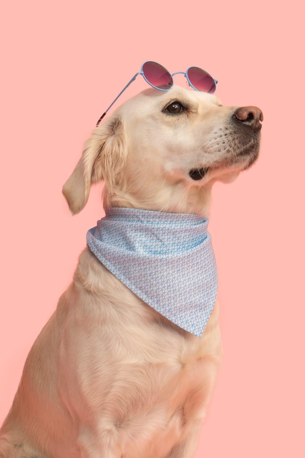 Gliparis-Malaga Köpek Boyun Tasması-Köpek-8-Milagron.com