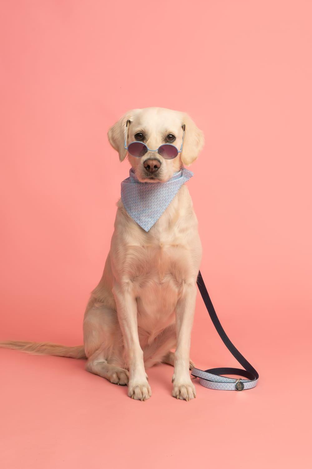 Gliparis-Malaga Papyonlu Köpek Tasması-Köpek-1-Milagron.com