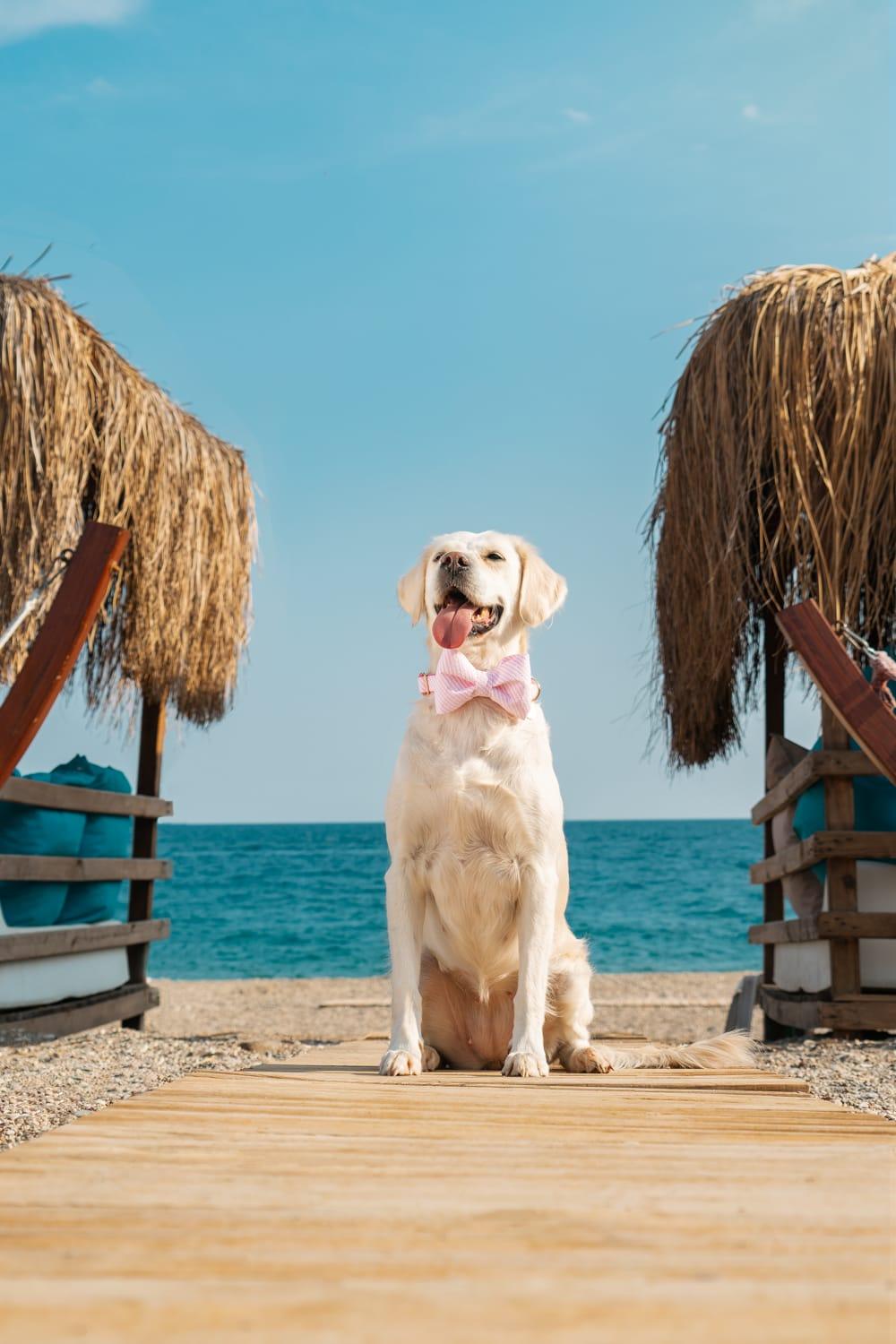 Gliparis-Soria Köpek Boyun Tasması-Köpek-7-Milagron.com