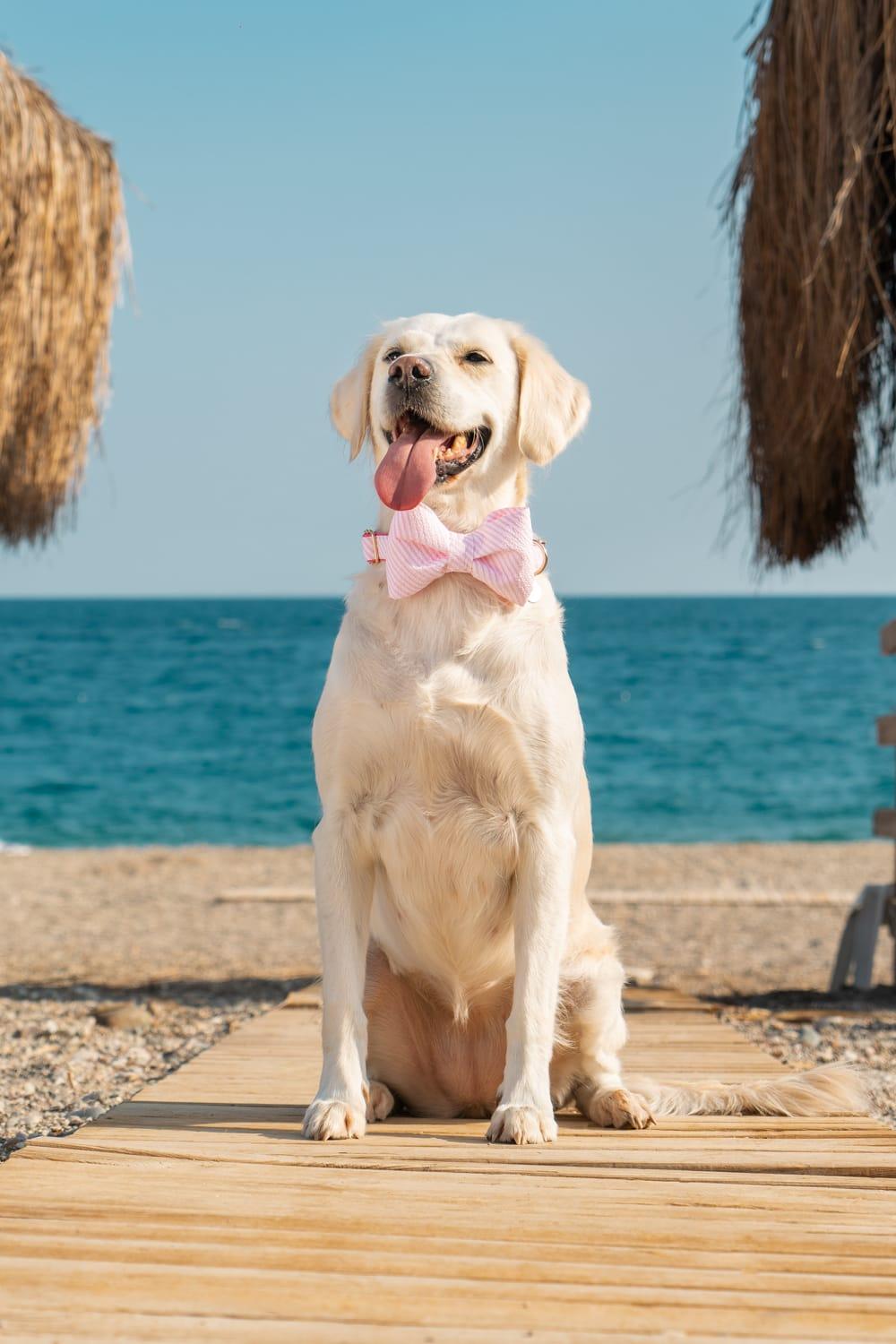 Gliparis-Soria Köpek Boyun Tasması-Köpek-8-Milagron.com