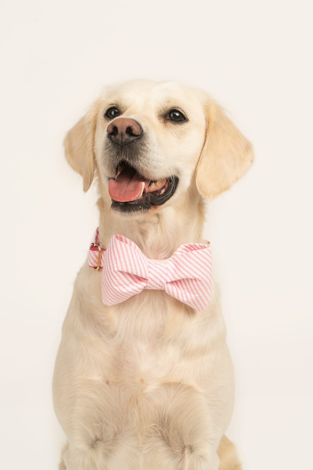 Gliparis-Soria Papyonlu Köpek Tasması-Köpek-7-Milagron.com