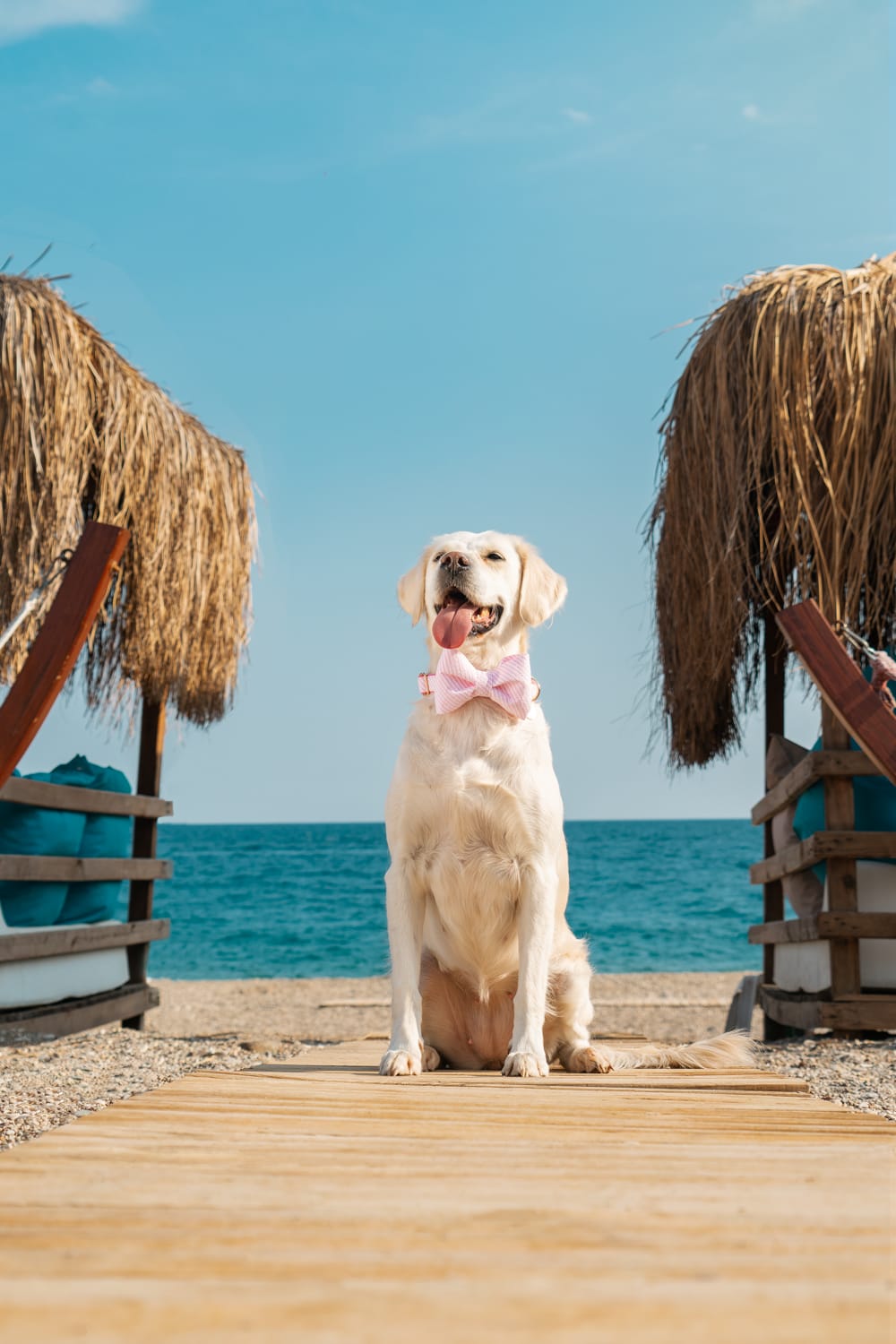 Gliparis-Soria Papyonlu Köpek Tasması-Köpek-8-Milagron.com