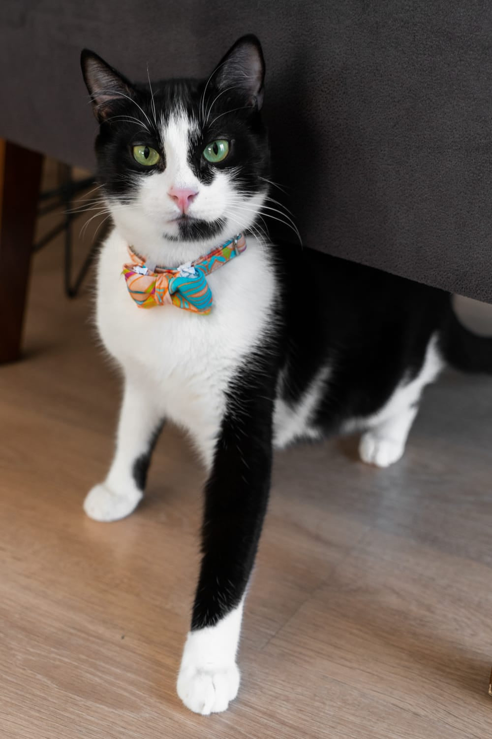 Gliparis-Toledo Papyonlu Kedi Tasması-Kedi-3-Milagron.com