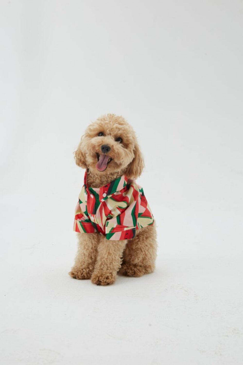 Hypet Fashion-Watermelon Gömlek-Köpek-3-Milagron.com